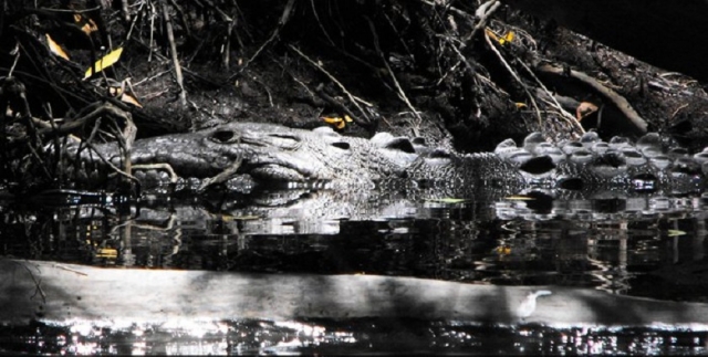 Cocodrilos en el manglar